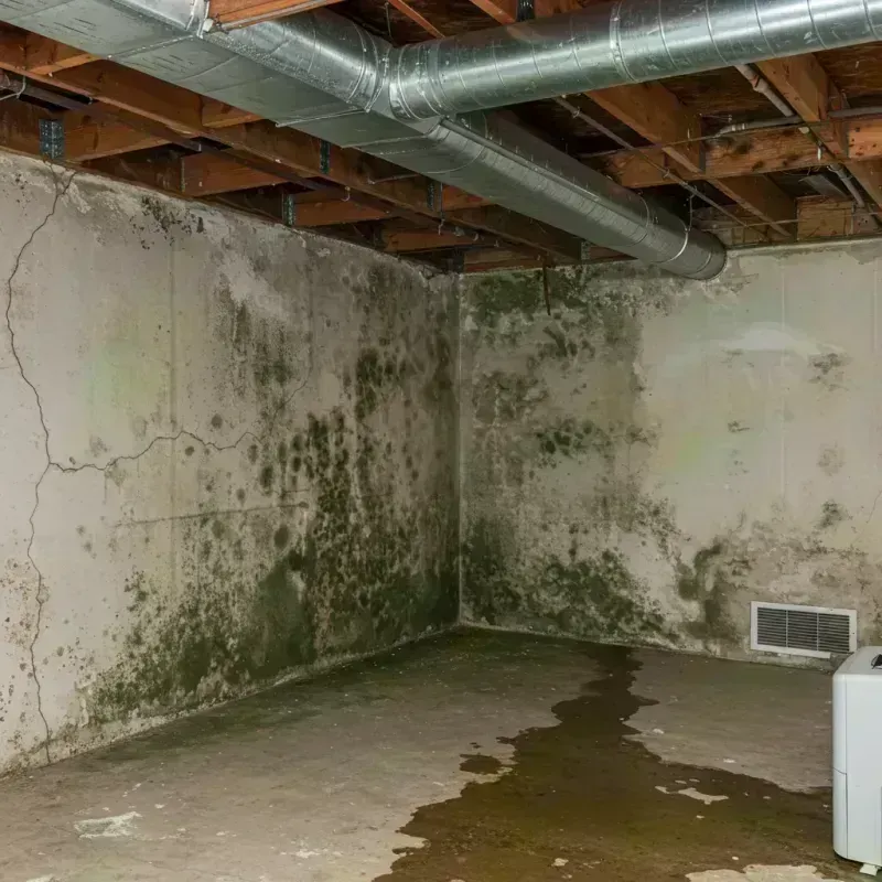 Professional Mold Removal in Levy County, FL